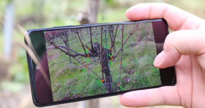 Nahaufnahme eines Smartphonedisplays, dass einen Rebstock zeigt. Auf der Bildoberfläche sind digitale Scheren an den Rebstock gesetzt, die Schnittpunkte markieren.