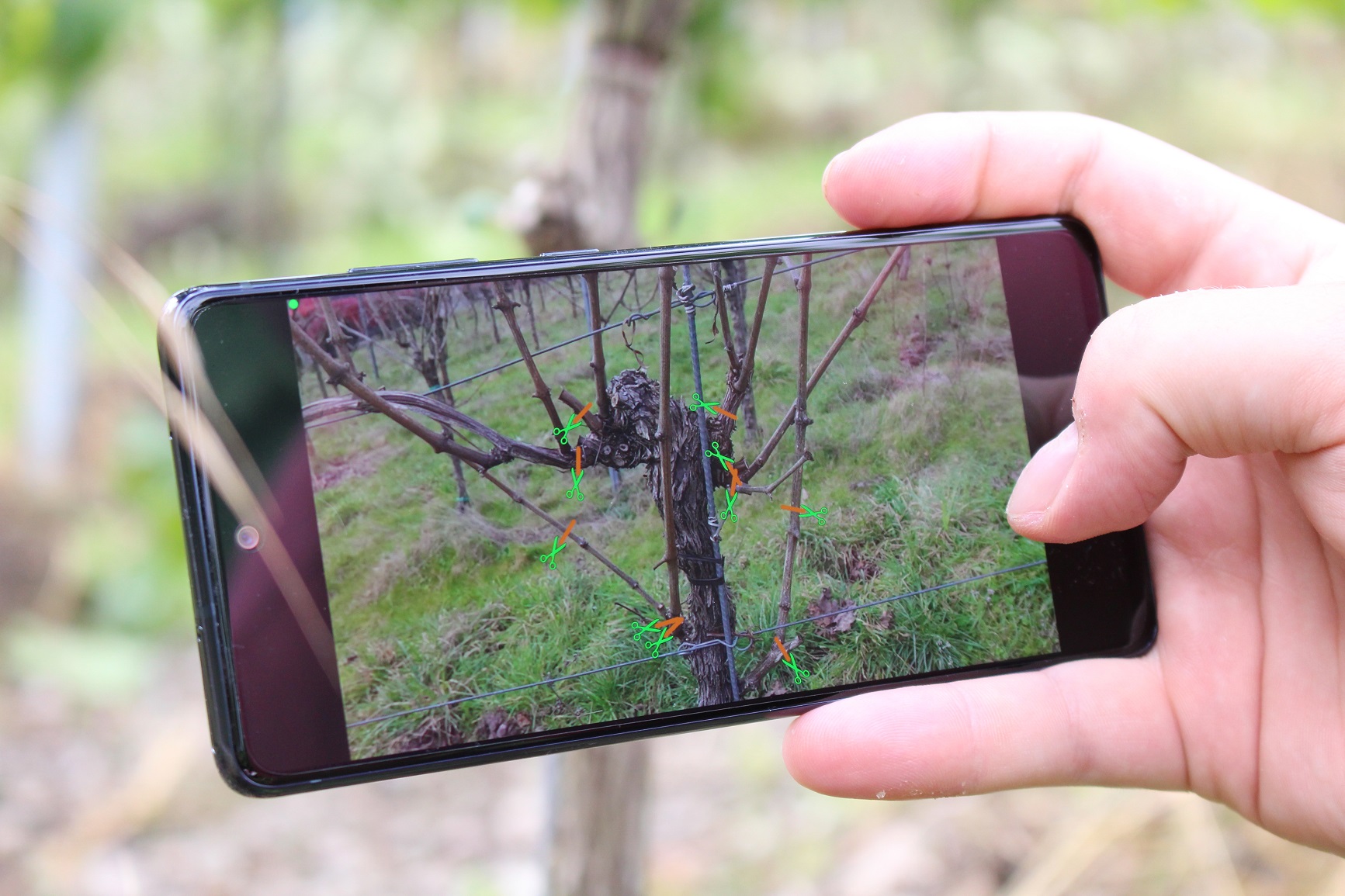 Nahaufnahme eines Smartphonedisplays, dass einen Rebstock zeigt. Auf der Bildoberfläche sind digitale Scheren an den Rebstock gesetzt, die Schnittpunkte markieren.